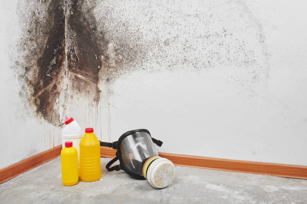 Best Black Mold Removal  in Utica, NE
