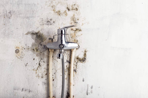 Best Local Mold Removal Service  in Utica, NE