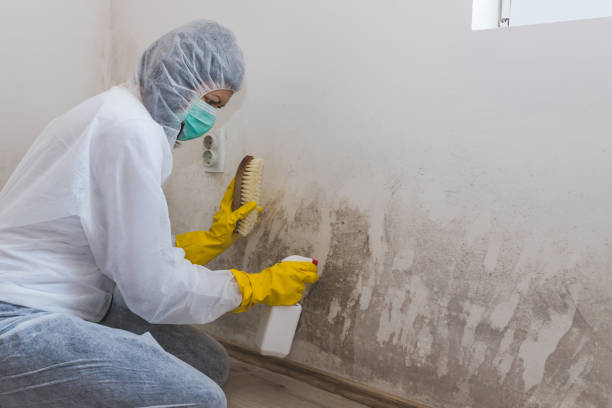 Trusted Utica, NE Mold Removal Experts