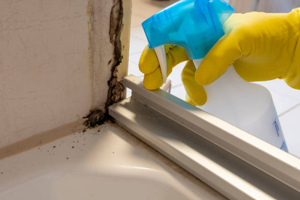 Best Toxic Mold Removal  in Utica, NE