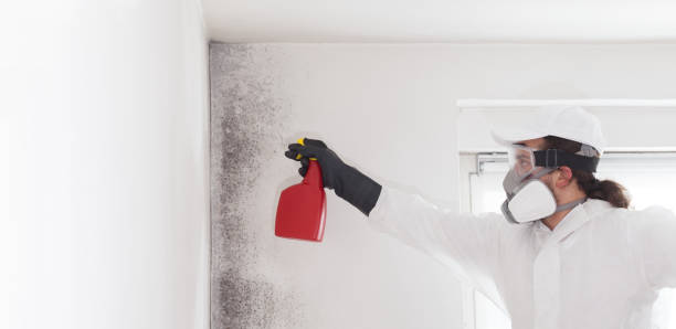 Best Mold Damage Repair  in Utica, NE