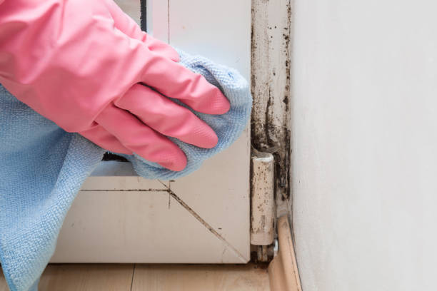 Best Local Mold Removal Service  in Utica, NE