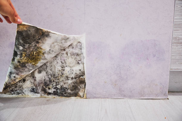 Best Commercial Mold Removal  in Utica, NE